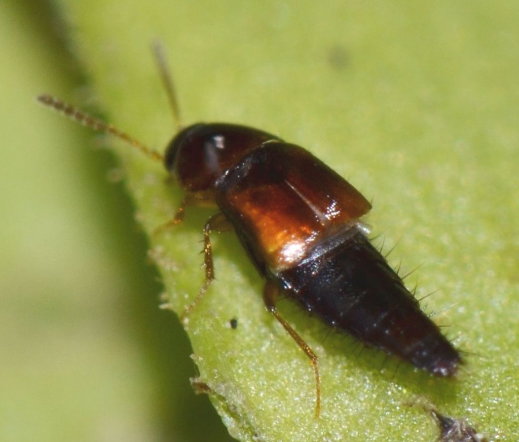 Staphylinidae: Tachinus sp. (cf.)